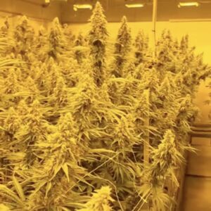 (Rootbeer x Headband) x Headband