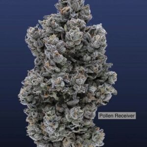 Horchata 4 x Headband