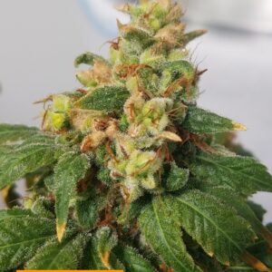 Papaya x 707 Headband