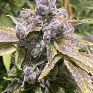 Pie Head x 707 Headband