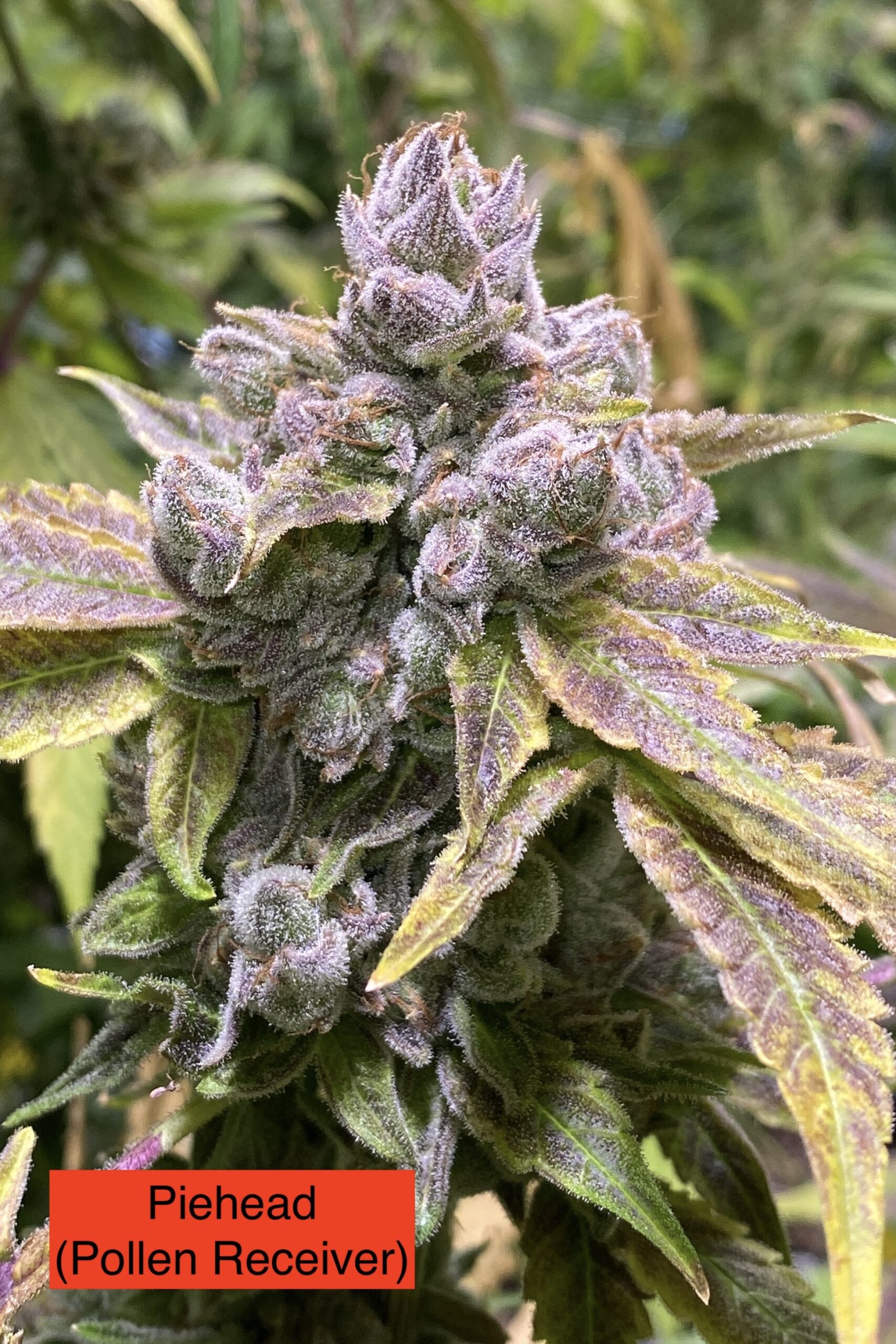 Pie Head x 707 Headband