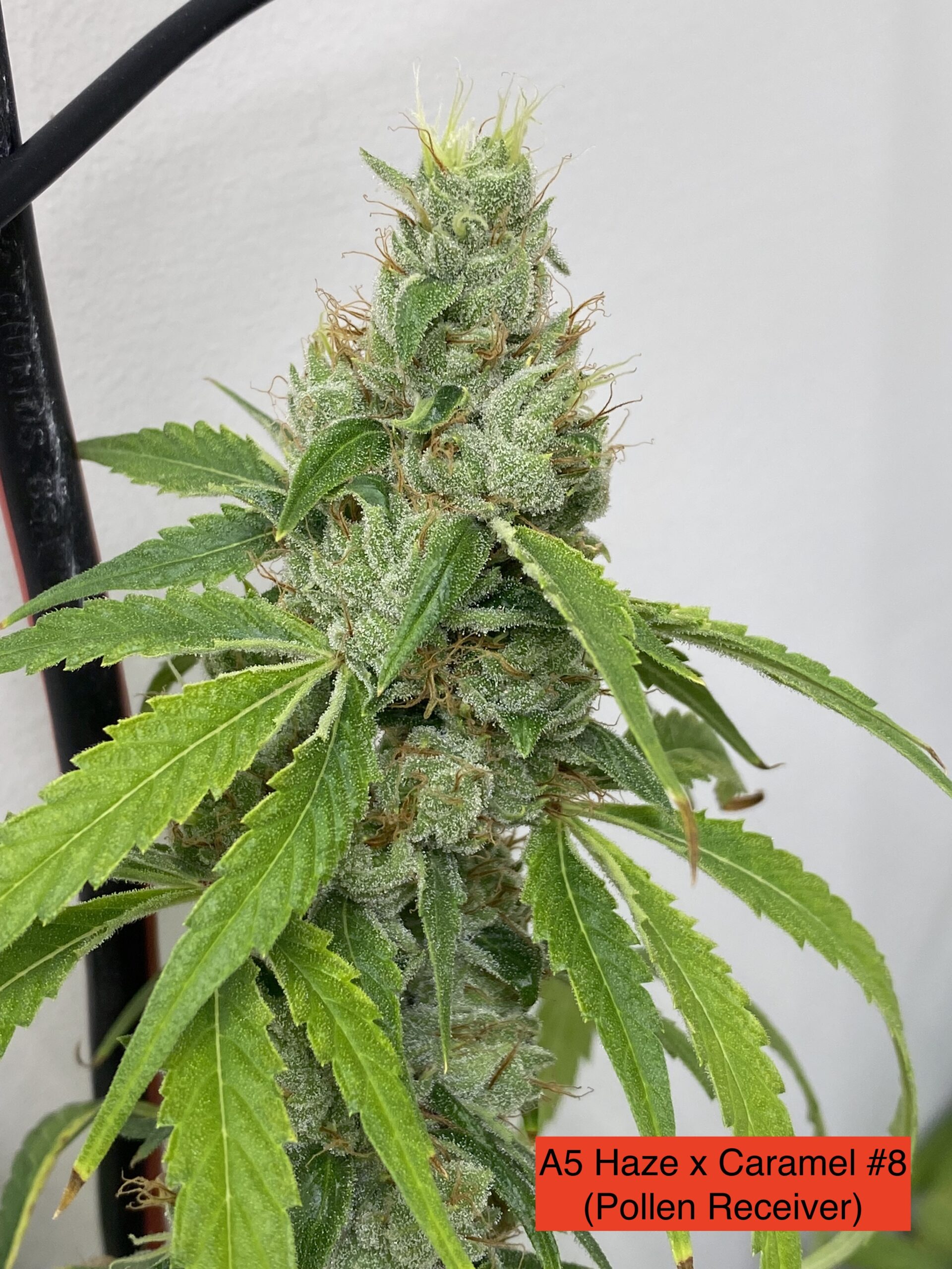 Caramel Piff (A5 Haze x Caramel) 8 x Headband