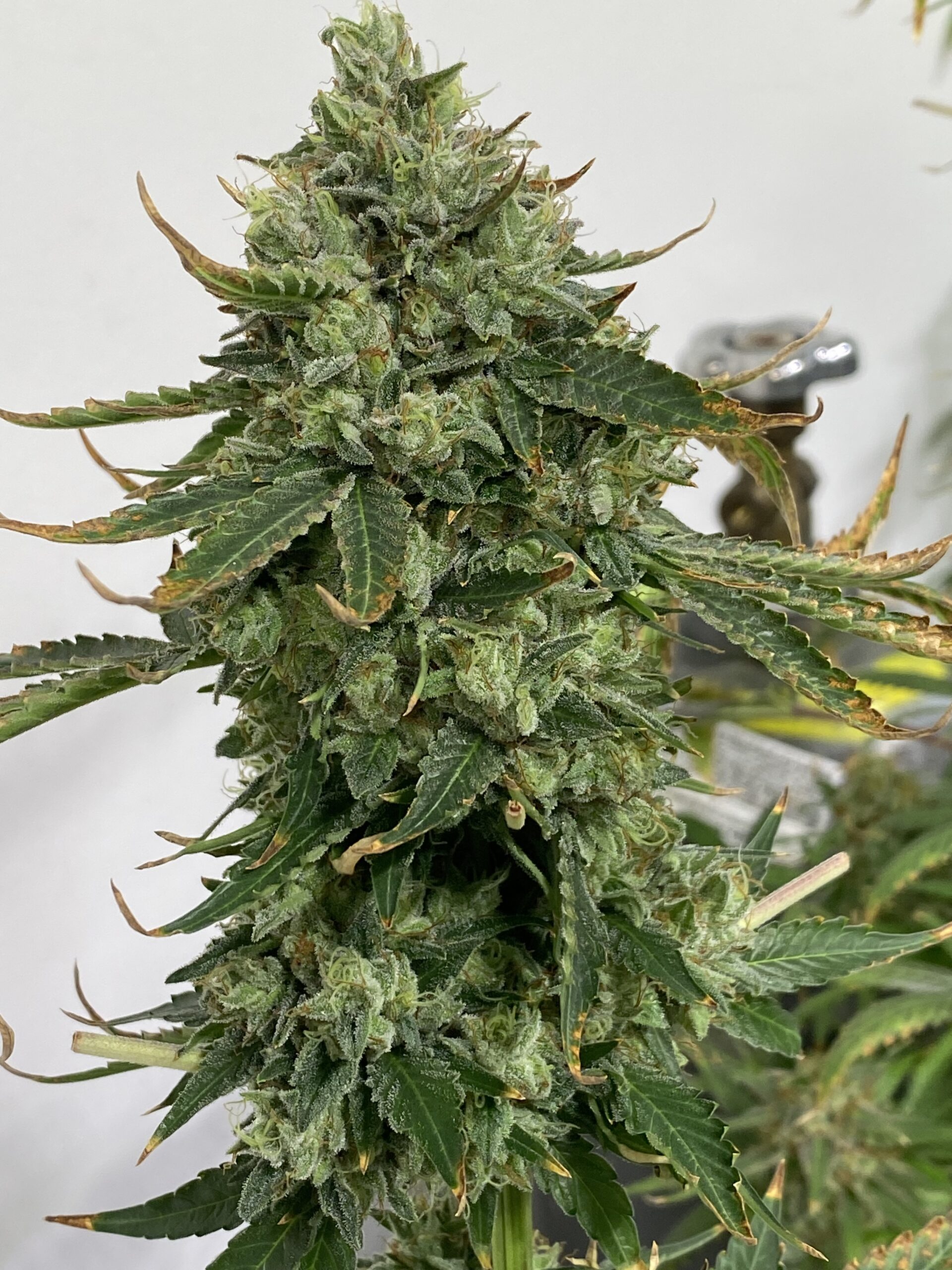 Death Cap - Image 4