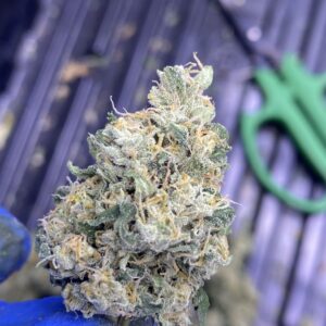 Gas Cap 11 x 707 Headband