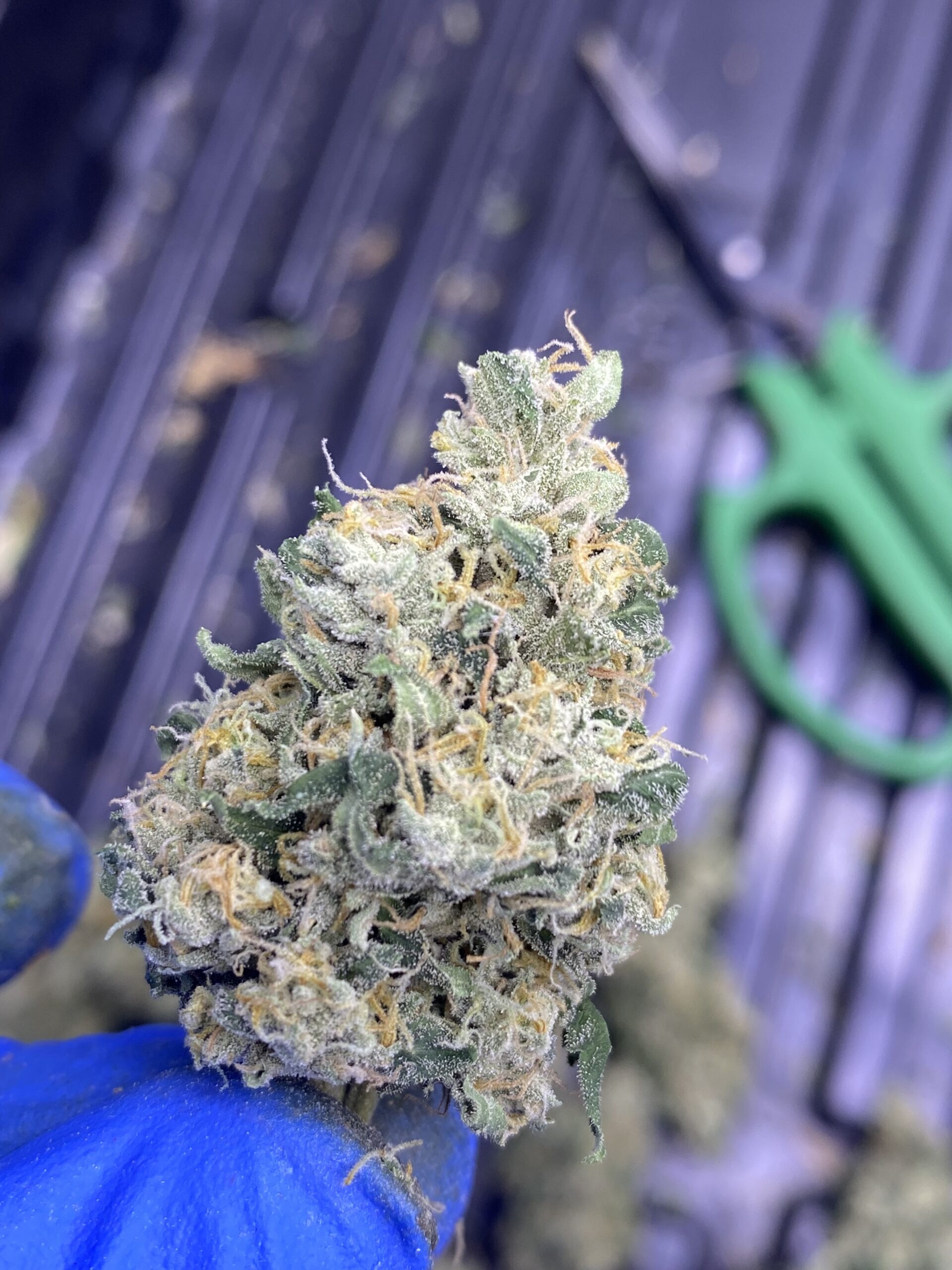 Gas Cap 11 x 707 Headband