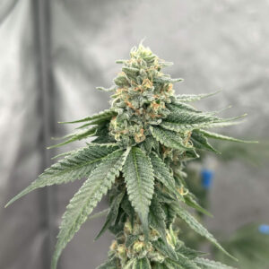 Skywalker OG x Headband