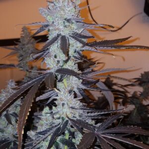 Strayberry x Headband