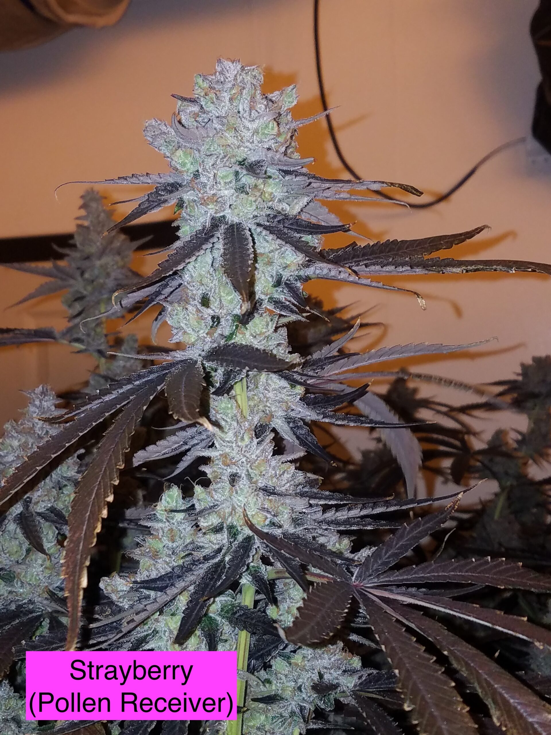 Strayberry x Headband
