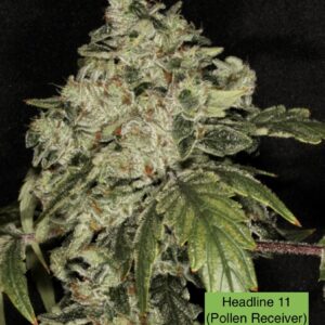 Headline 11 x 707 Headband