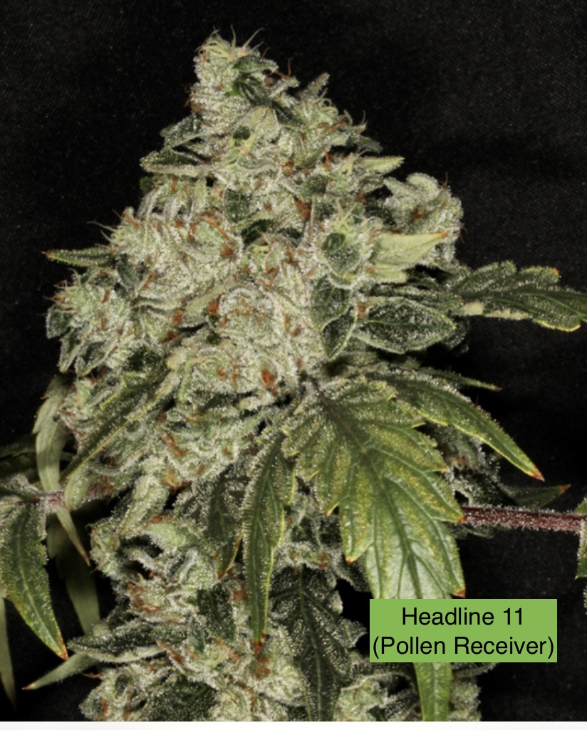 Headline 11 x 707 Headband