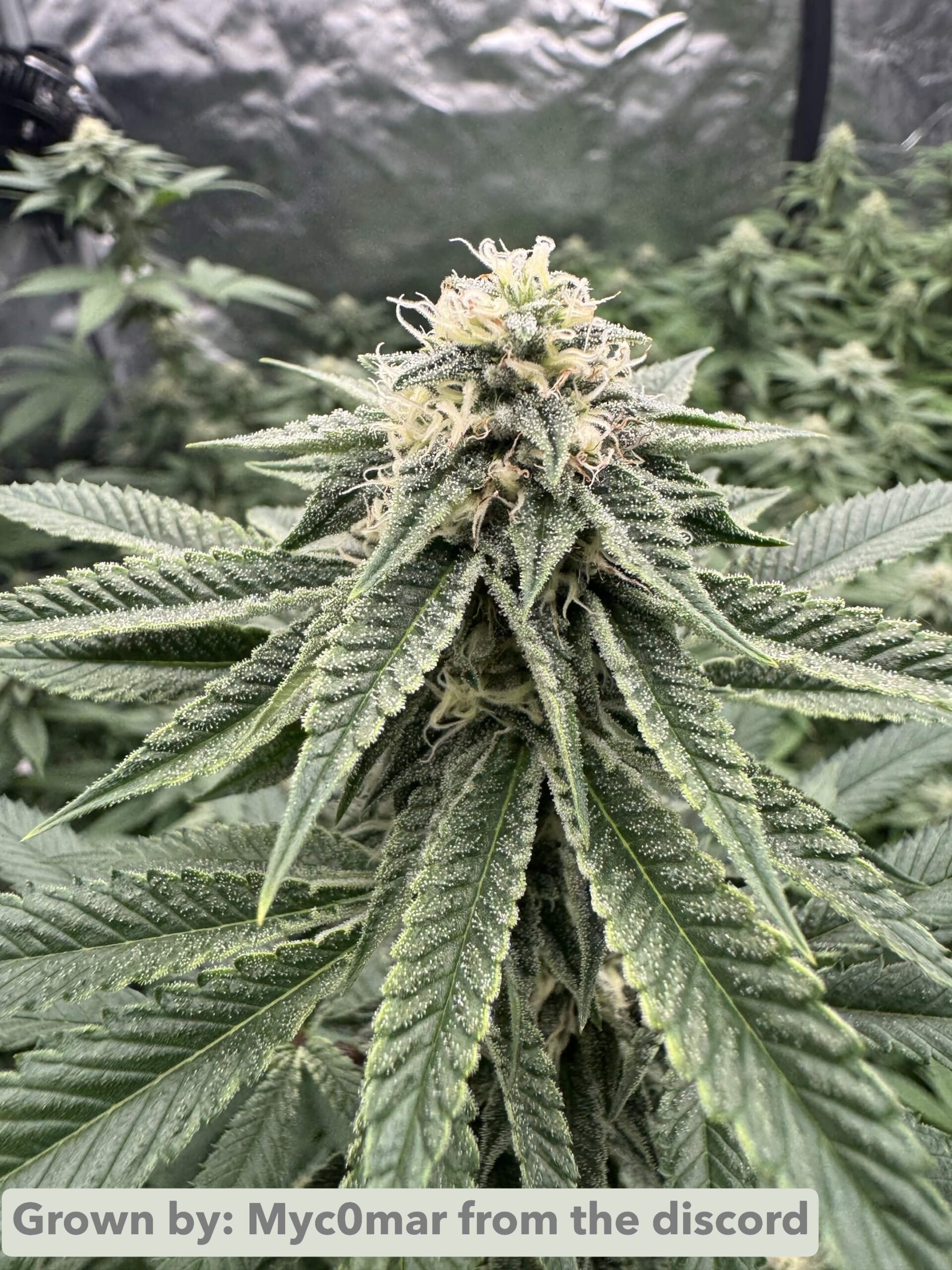 Firebubba (Fire OG x Bubba) x Headband - Image 4