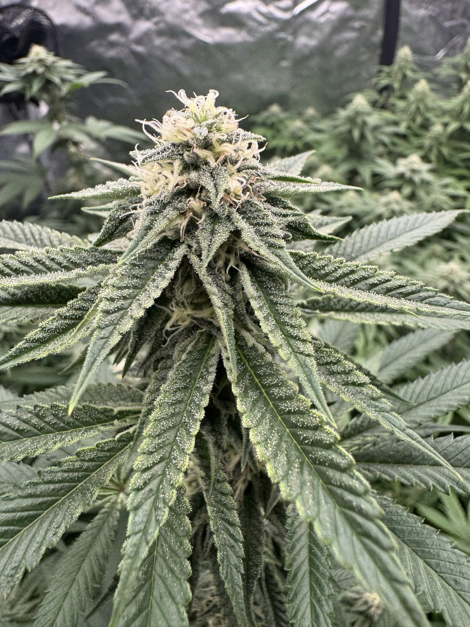 Firebubba (Fire OG x Bubba) x Headband - Image 5