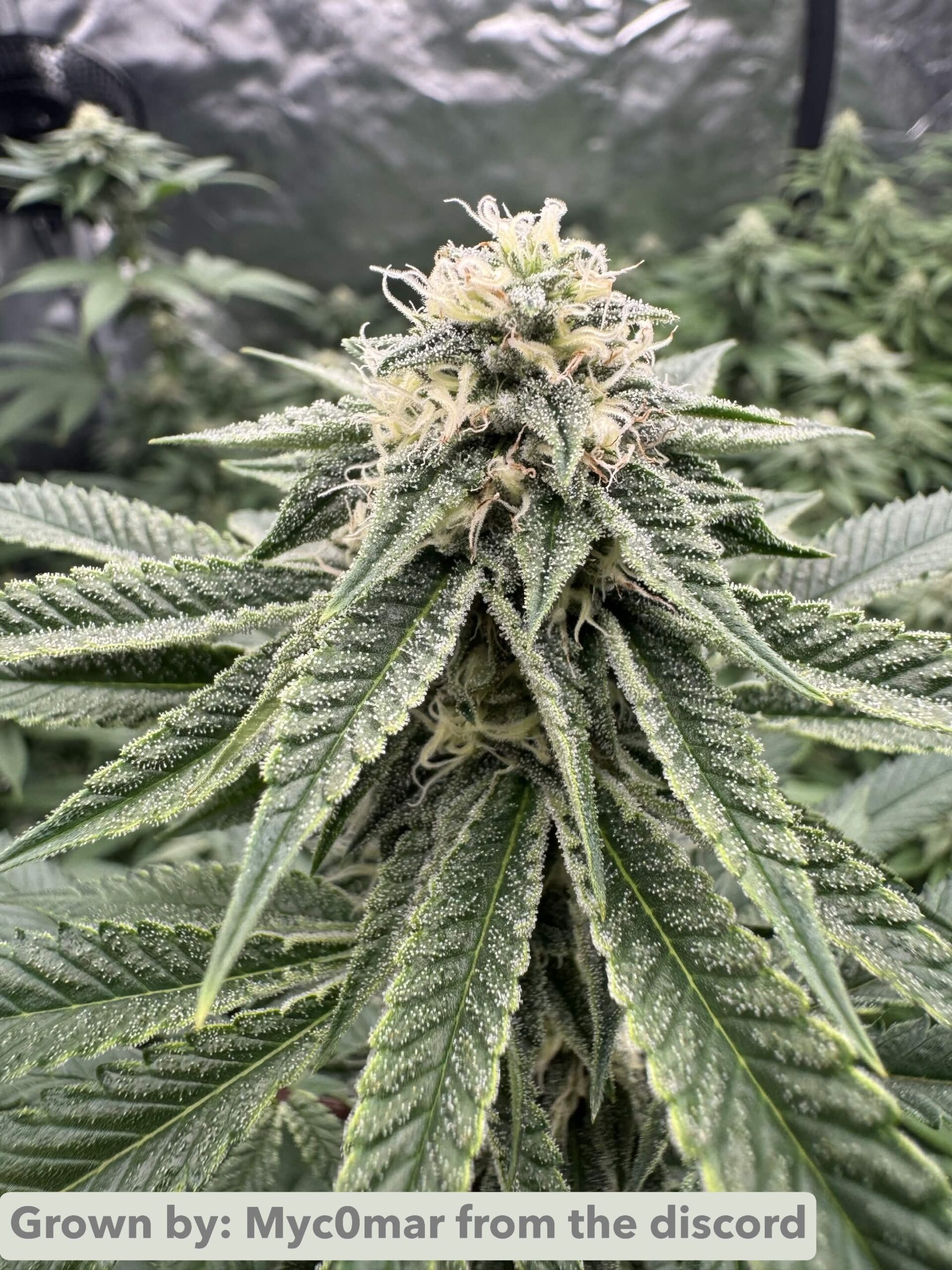 Firebubba (Fire OG x Bubba) x Headband - Image 3