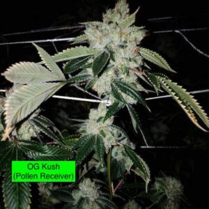 OG Kush x Gas Cap 11