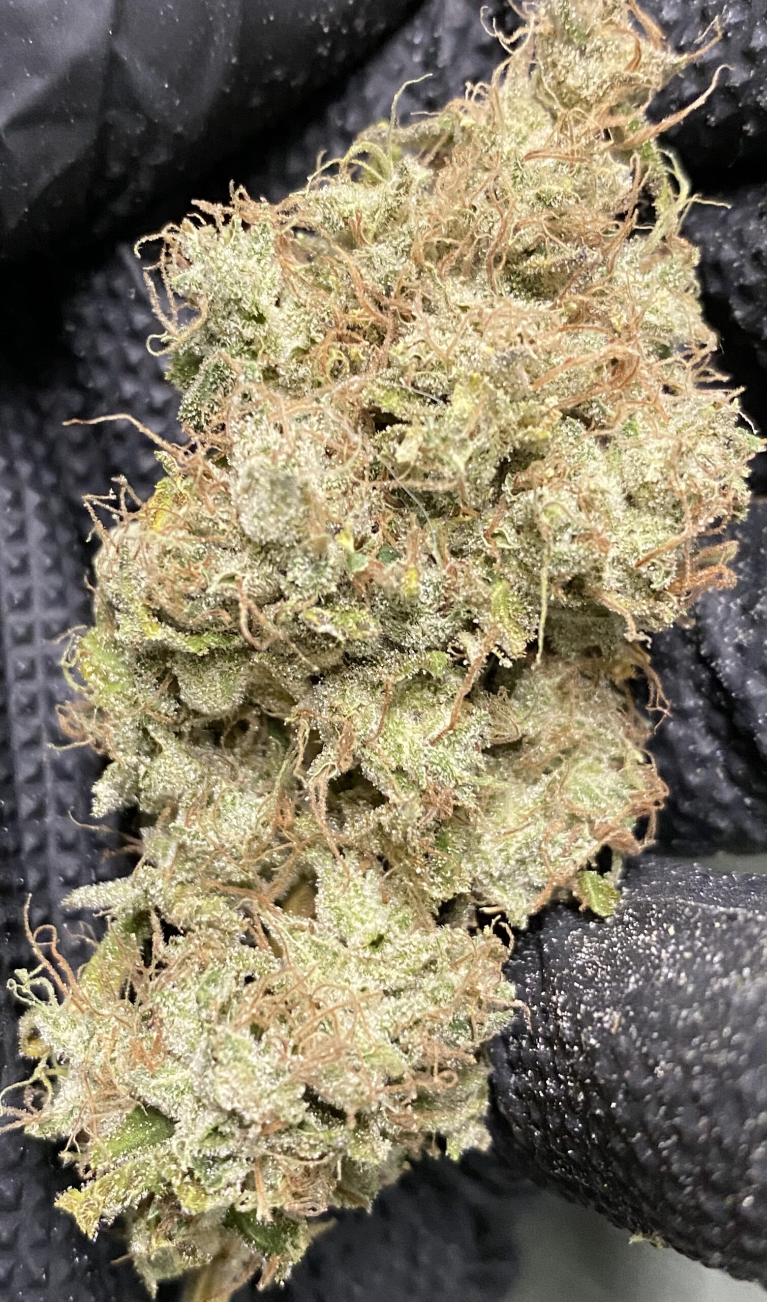 Four Way x 707 Headband