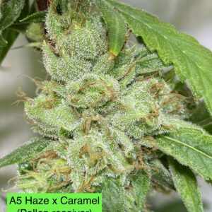 (A5 Haze x Caramel) 3 x Rootbeer clone