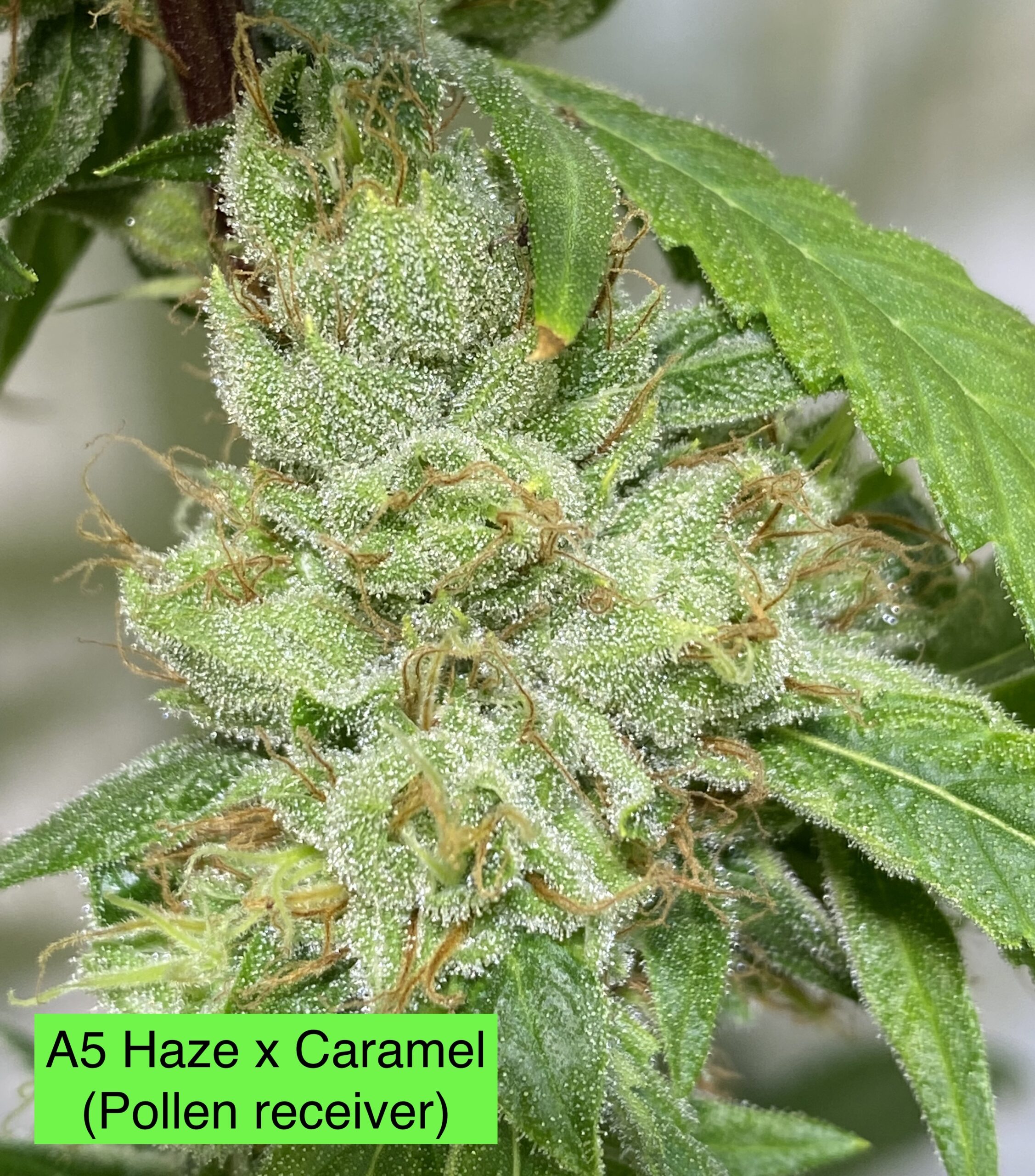 (A5 Haze x Caramel) 3 x Rootbeer clone