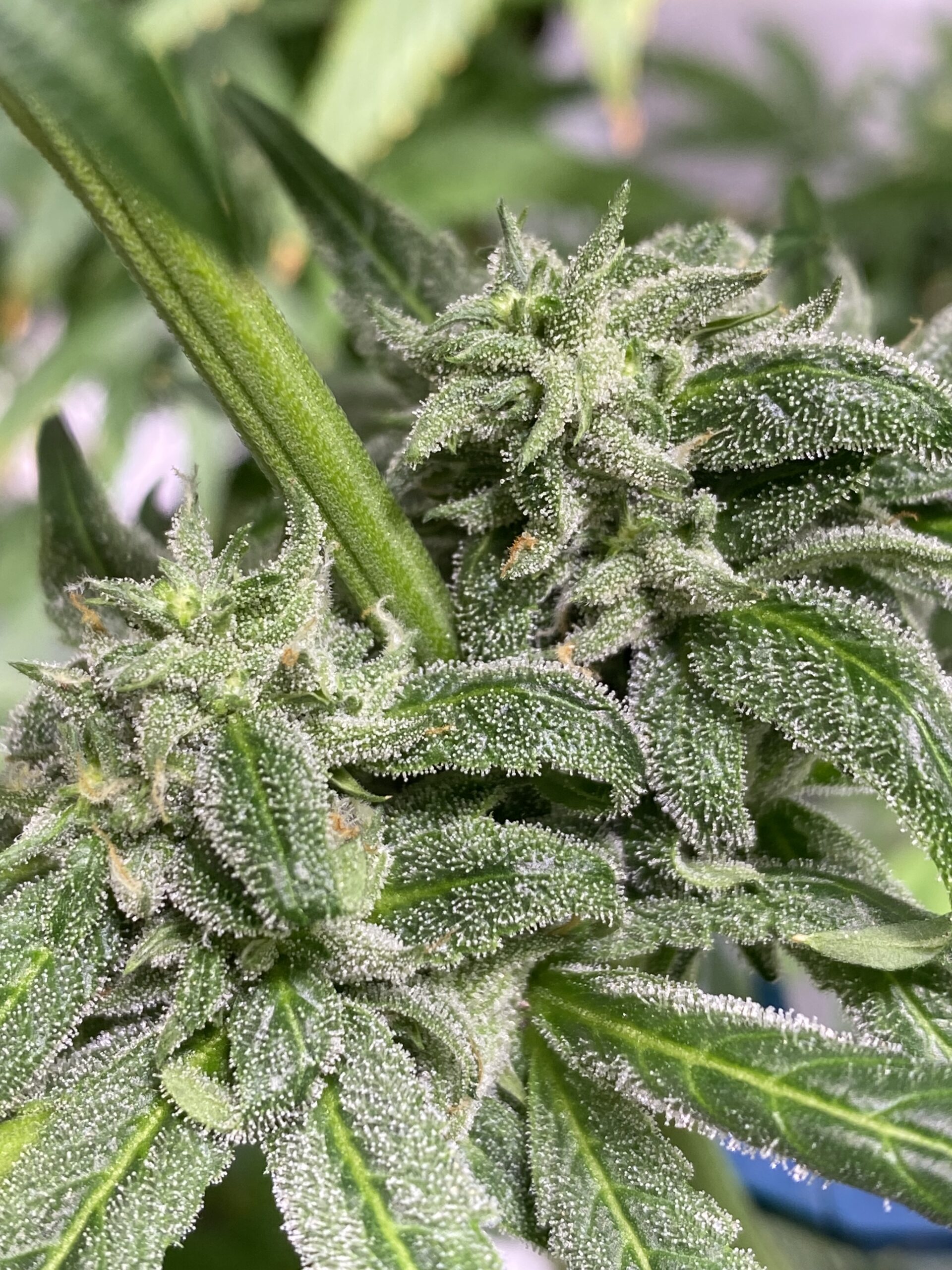 SourHinduHeadband - Image 4