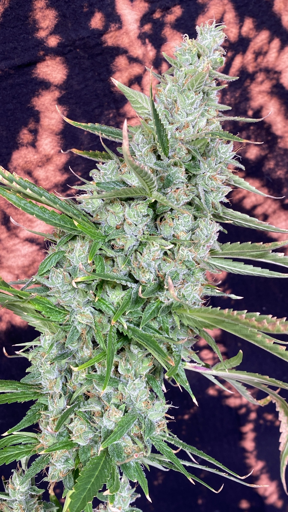 Kool Beanz (Frost Hammer x 707 Headband) - Image 2
