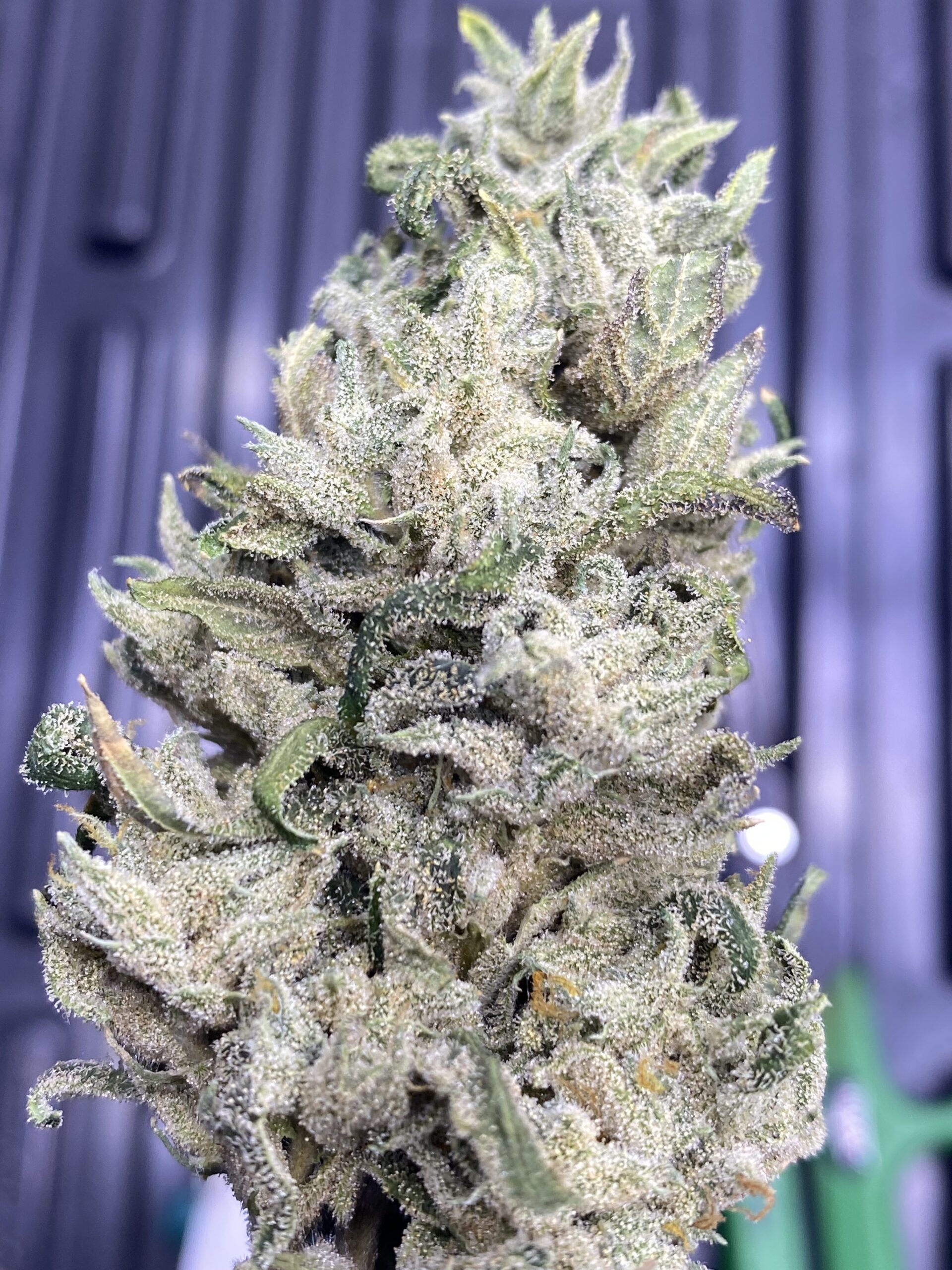 SourHinduHeadband