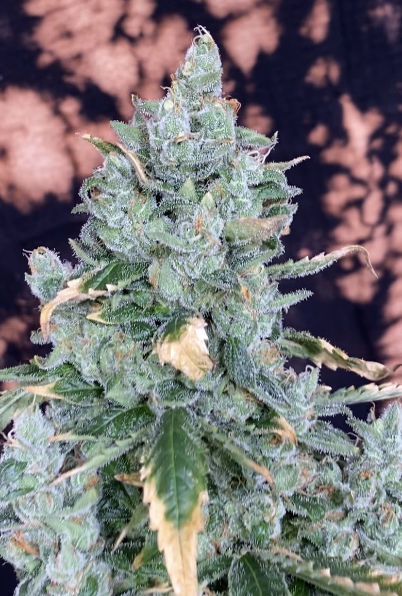 Kool Beanz (Frost Hammer x 707 Headband) - Image 5