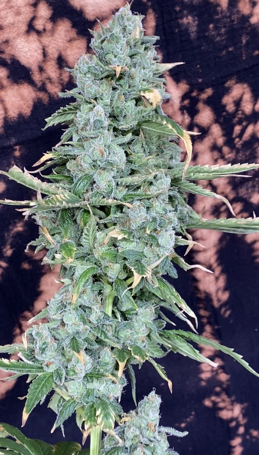 Kool Beanz (Frost Hammer x 707 Headband) - Image 4