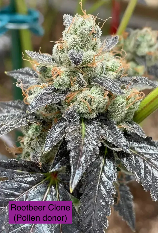 (A5 Haze x Caramel) 3 x Rootbeer clone - Image 2