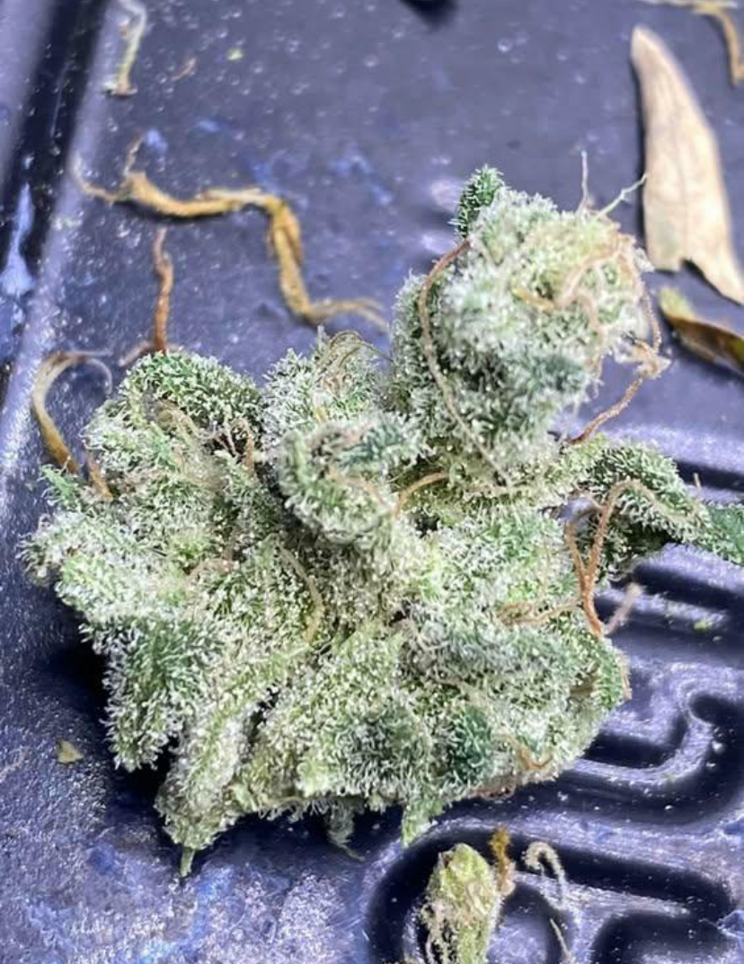 Kool Beanz (Frost Hammer x 707 Headband) - Image 3