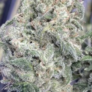 Kool Beanz (Frost Hammer x 707 Headband)