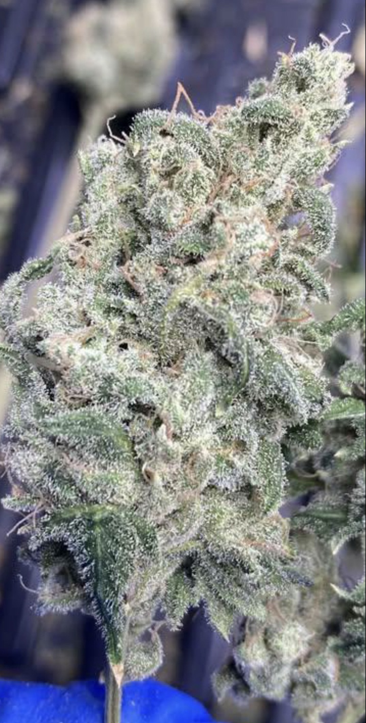 Kool Beanz (Frost Hammer x 707 Headband)