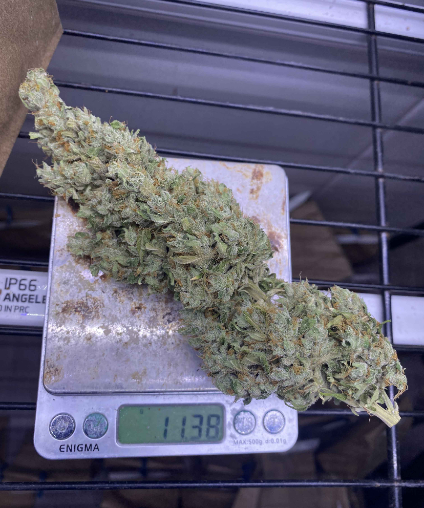 Kool Beanz (Frost Hammer x 707 Headband) - Image 6
