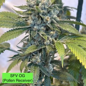 SFV OG x 707 Headband