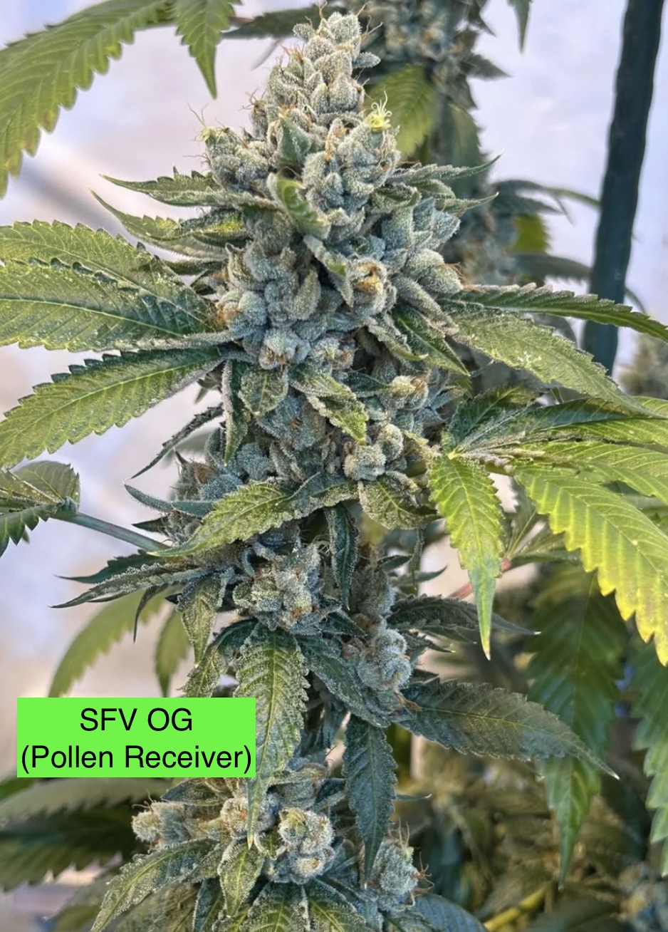 SFV OG x 707 Headband