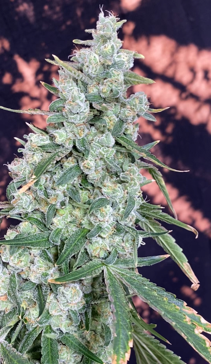 SourHinduHeadband - Image 3