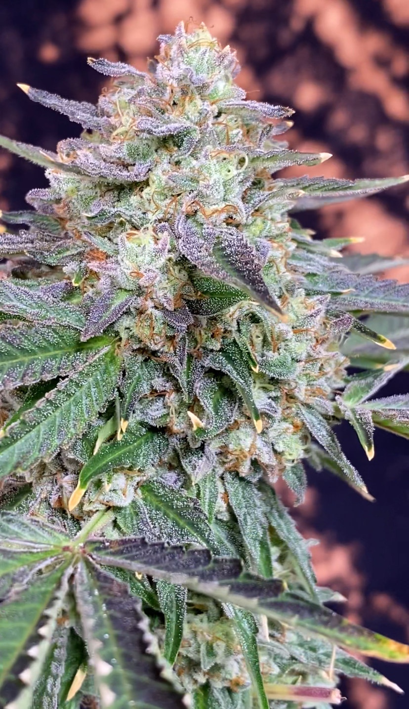 SourHinduHeadband - Image 2