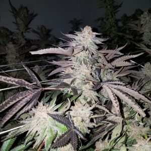 (G-funk x Rootbeer bc1) x Headband