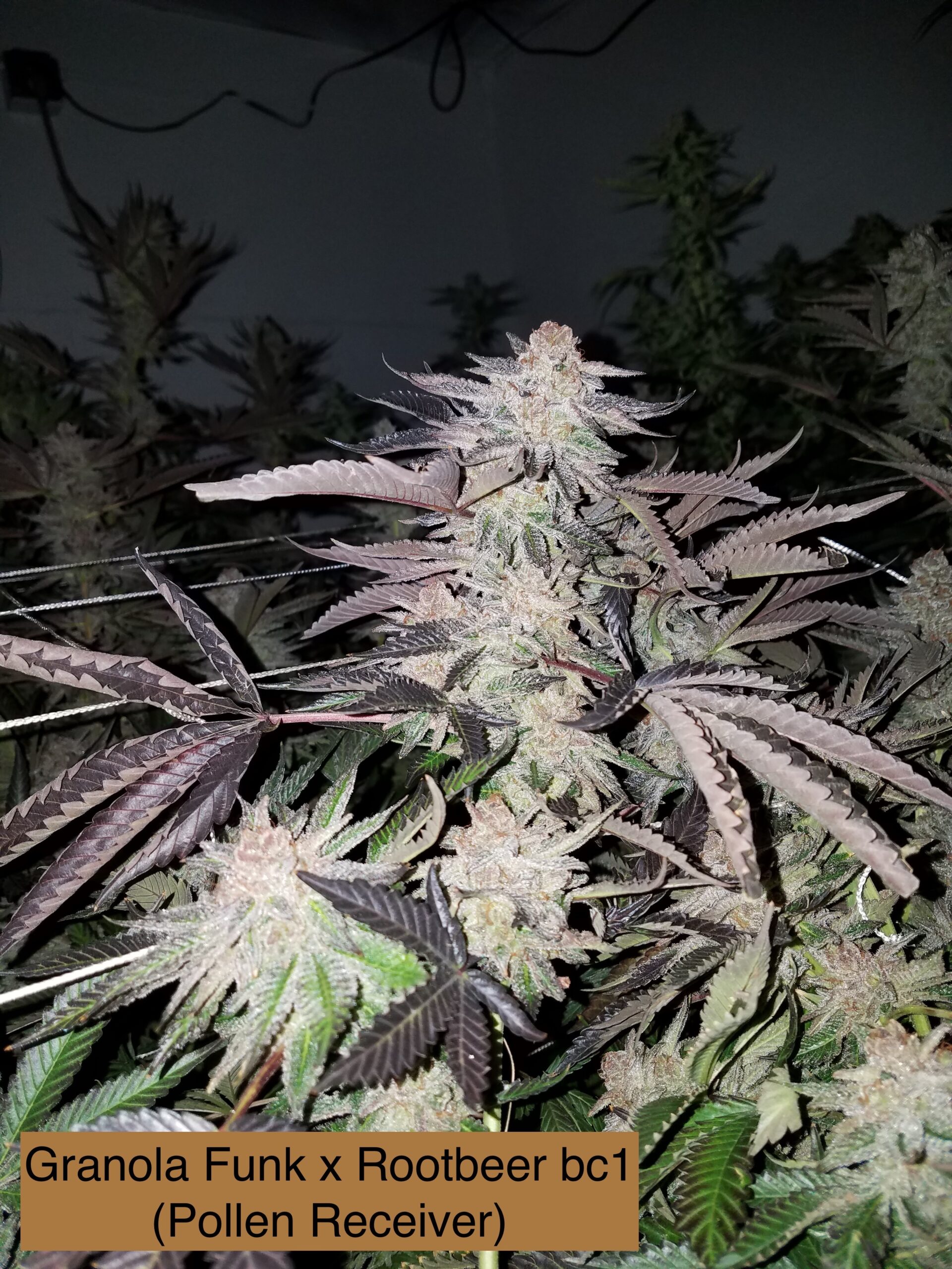 (G-funk x Rootbeer bc1) x Headband