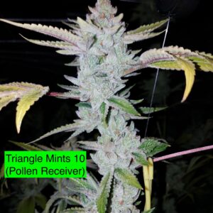Triangle Mints 10 x 707 Headband