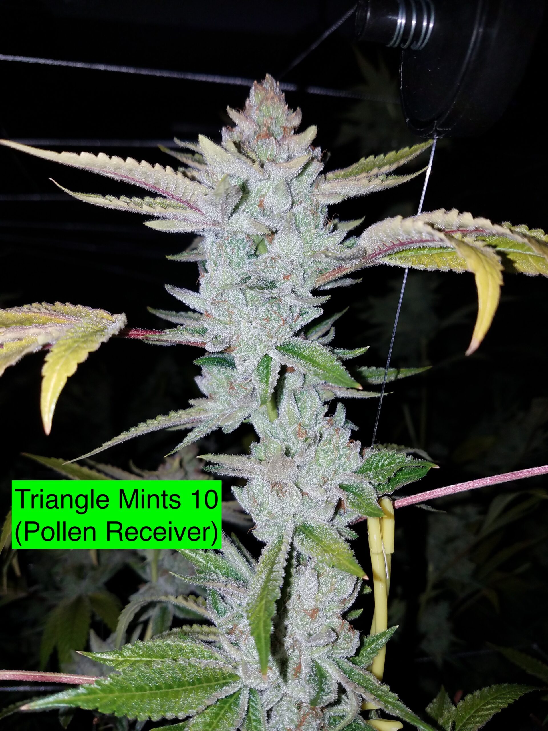 Triangle Mints 10 x 707 Headband