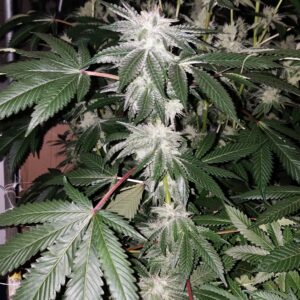 Katsu Bubba x 707 Headband