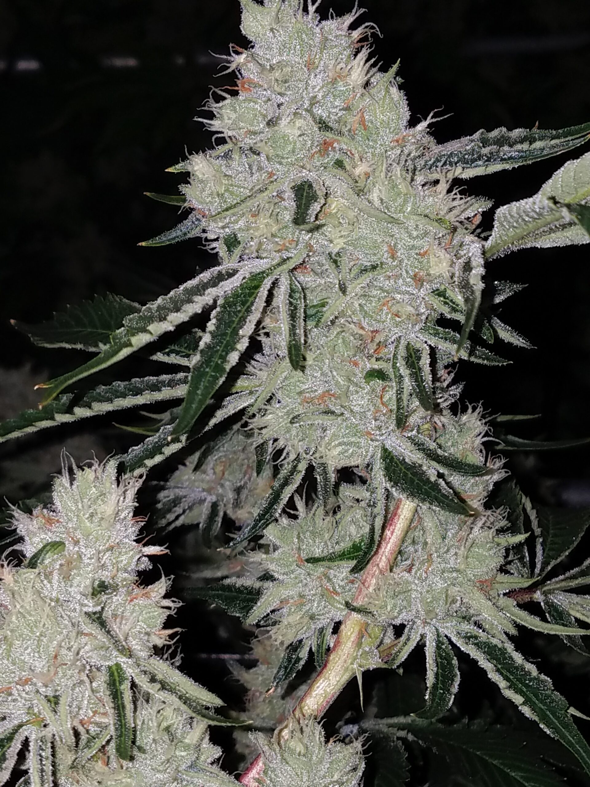 Not Tahoe OG x Headband - Image 3