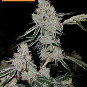 Not Tahoe OG x Headband