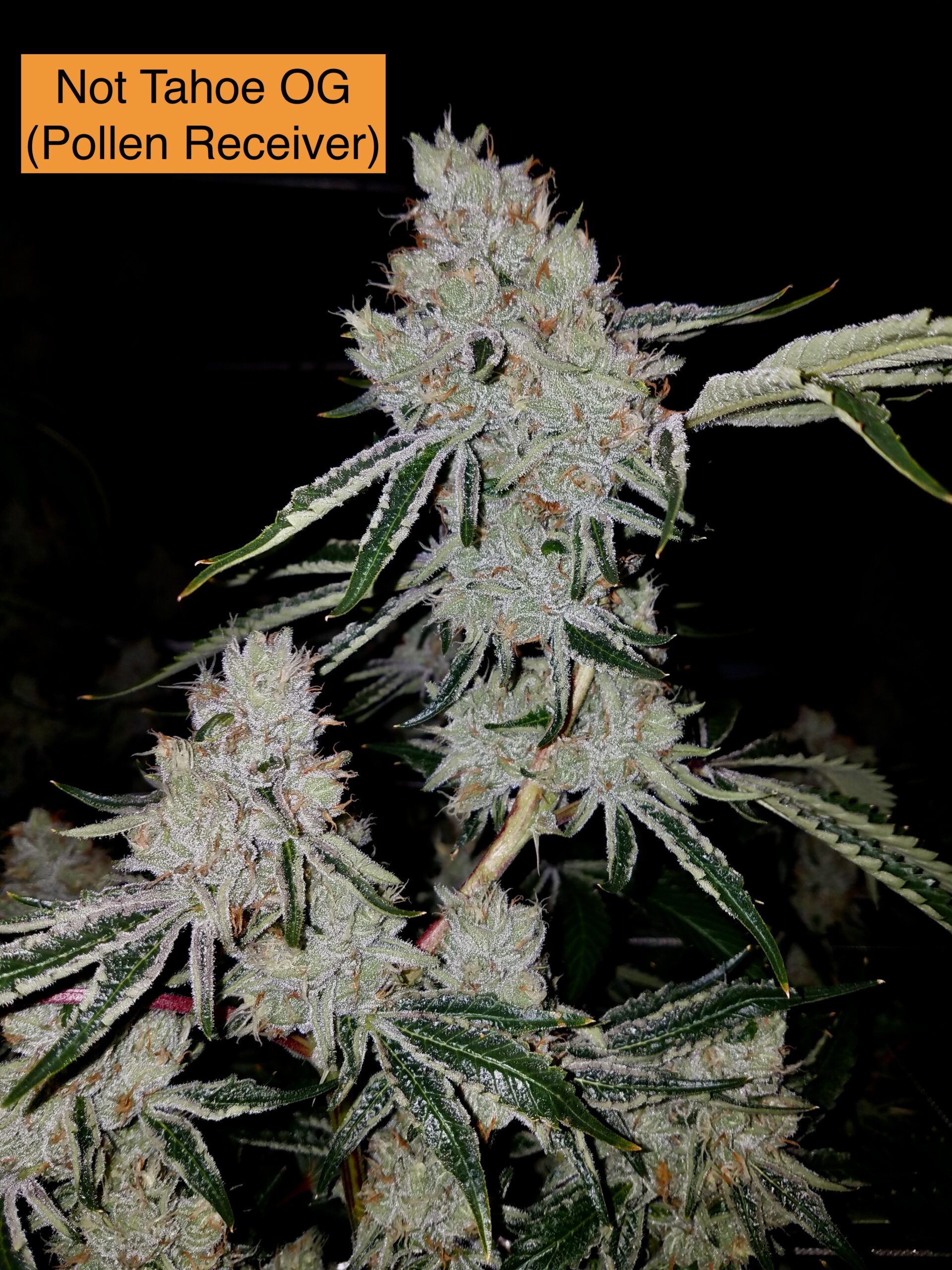 Not Tahoe OG x Headband