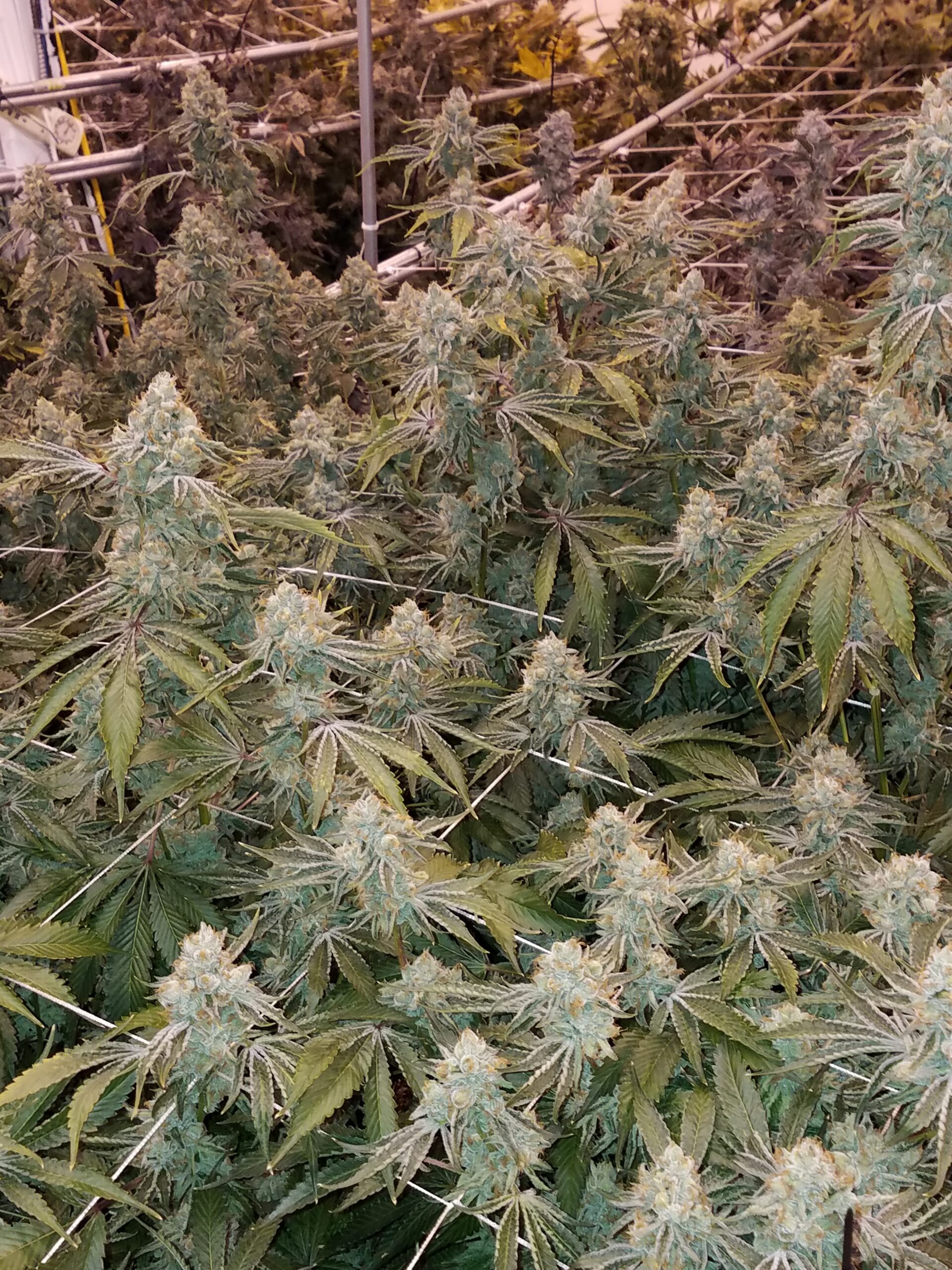 Not Tahoe OG x Headband - Image 5