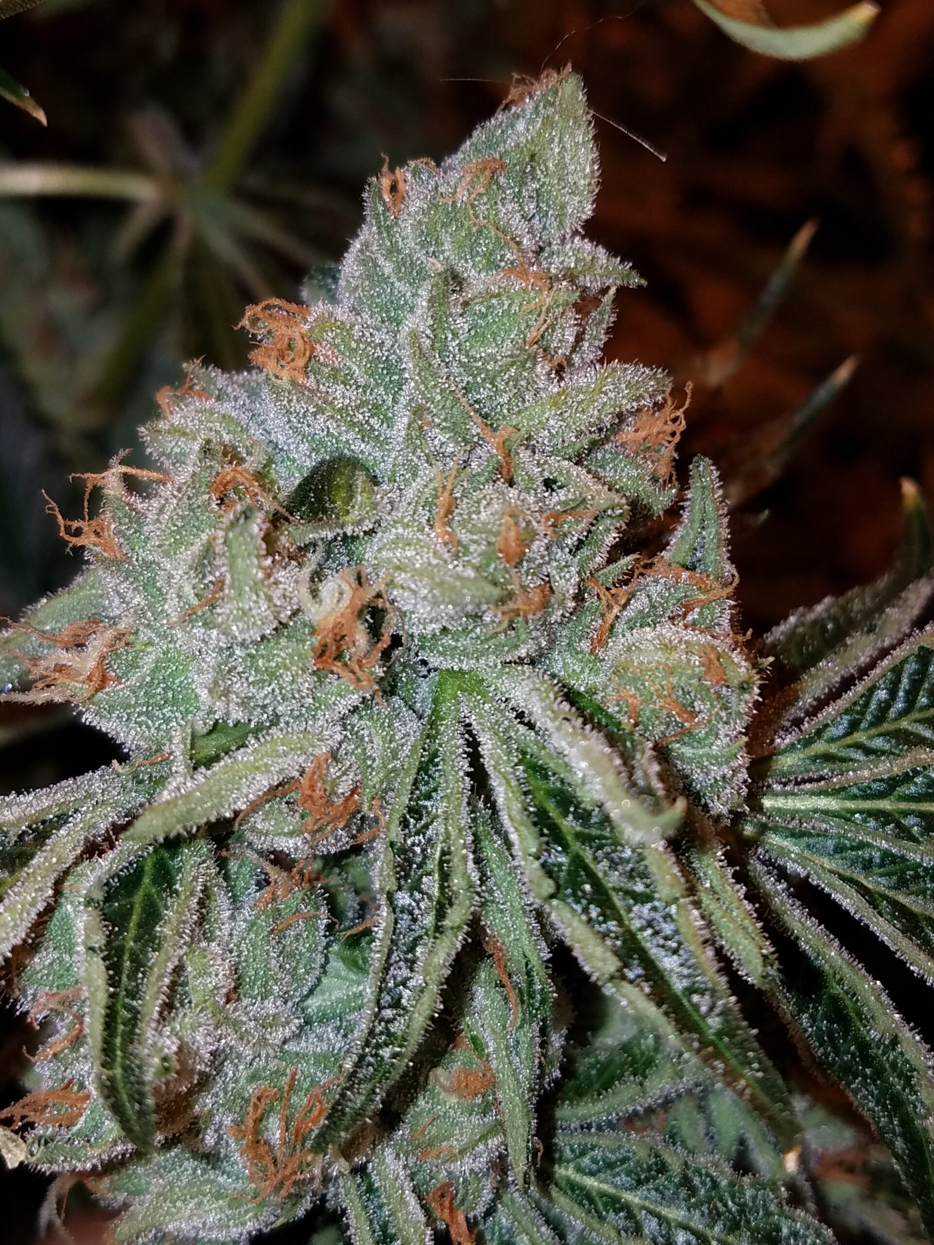 Not Tahoe OG x Headband - Image 4