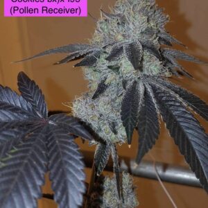 Kushie Dough (Kushmint x Animal Cookies bx) x I95) x 707 Headband