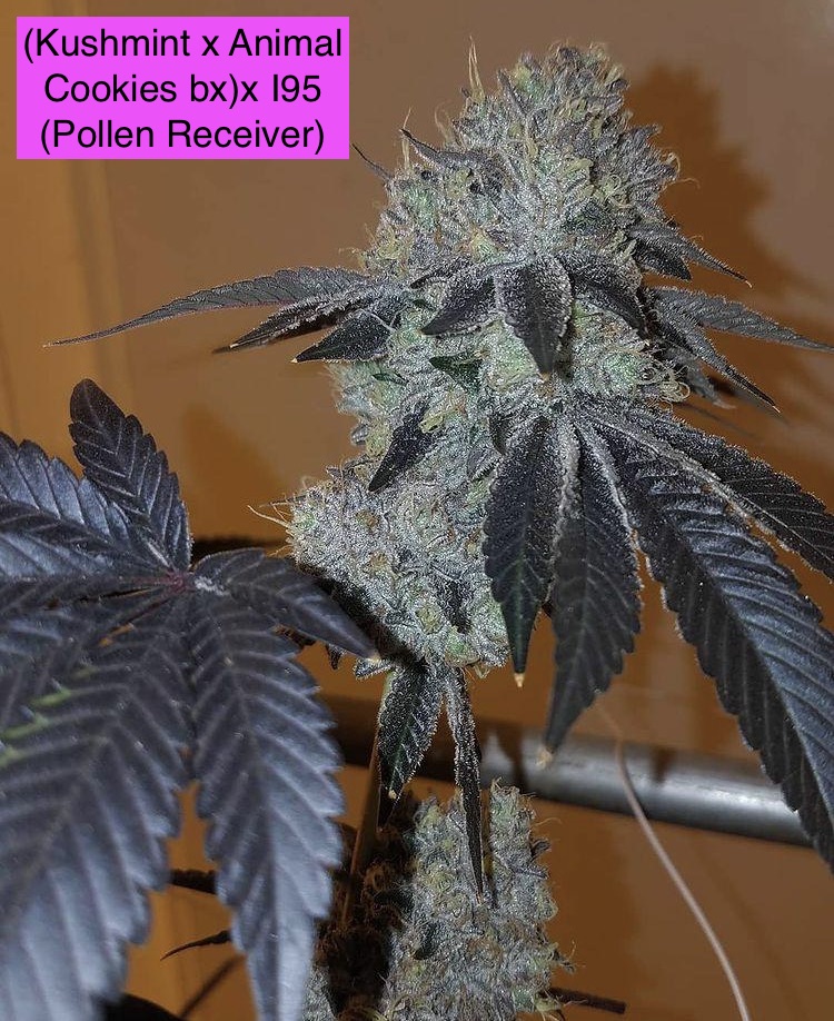 Kushie Dough (Kushmint x Animal Cookies bx) x I95) x 707 Headband