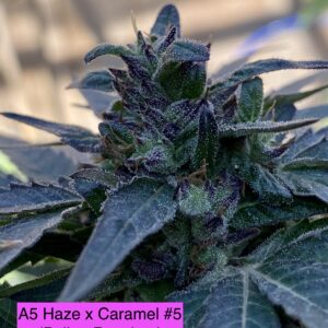 (A5 Haze x Caramel) #5 purple pheno x (Sour Diesel x I95) (Regs)
