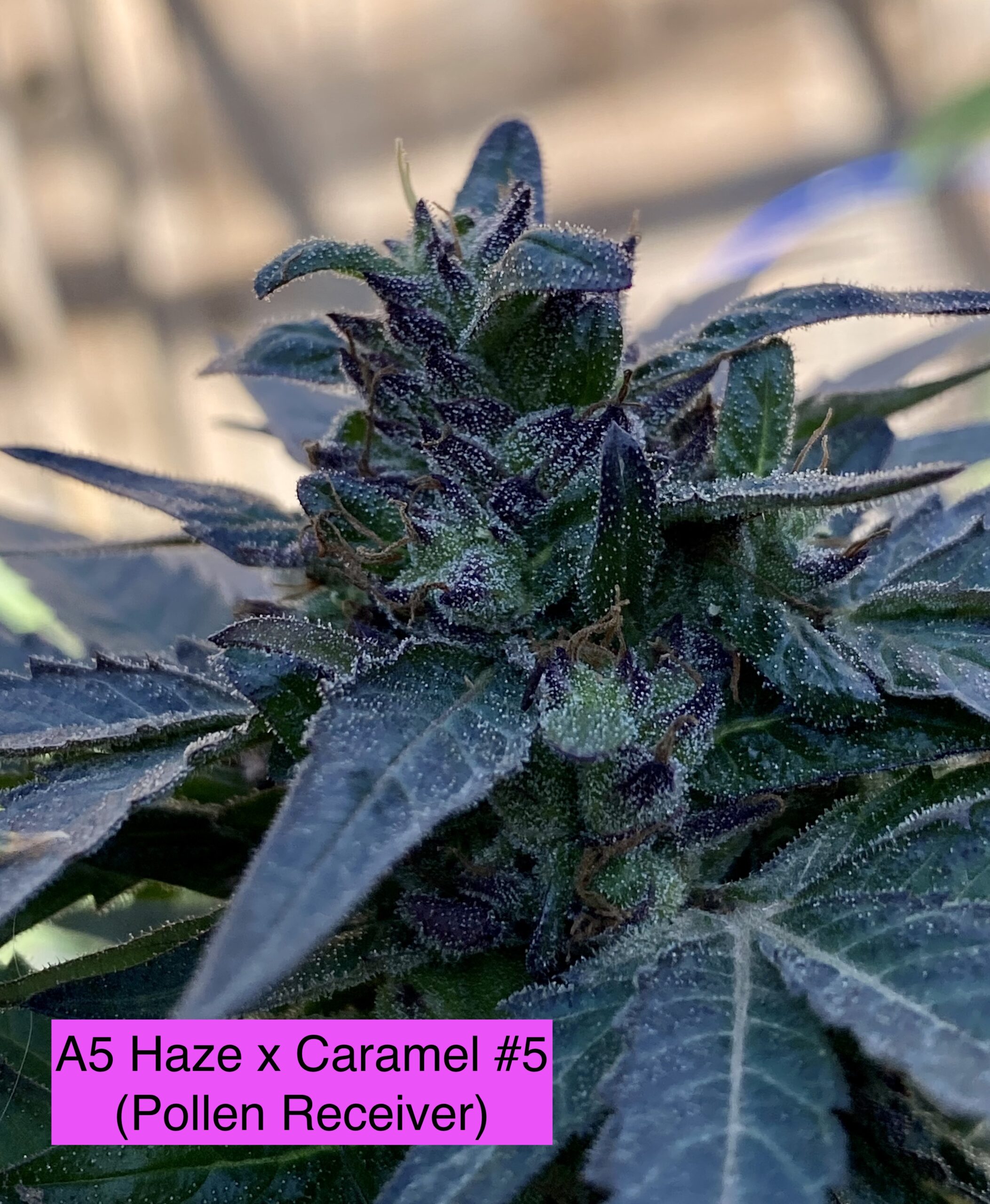 (A5 Haze x Caramel) #5 purple pheno x (Sour Diesel x I95) (Regs)
