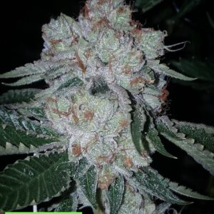 Triangle Kush x Gas Cap 11